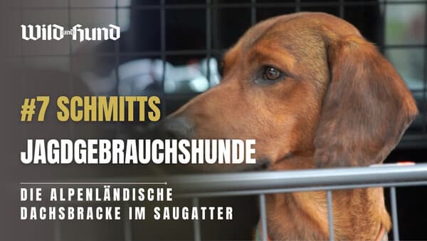 Schmitts Jagdgebrauchshunde - Die Alpenlaendische Dachsbracken im Saugatter