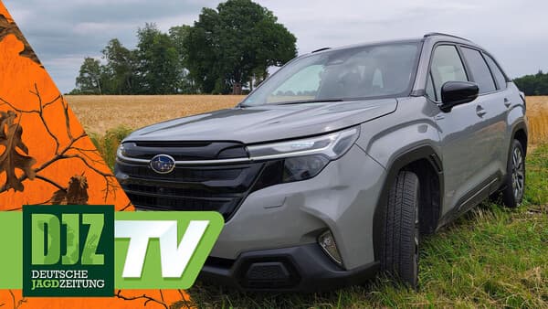 Subaru Forester: Grüner Dauerbrenner