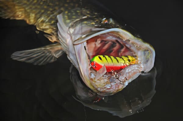 Raubfisch Basics - zwischen Köder und Schnur