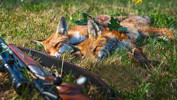 Irrwege eines Fuchsjägers