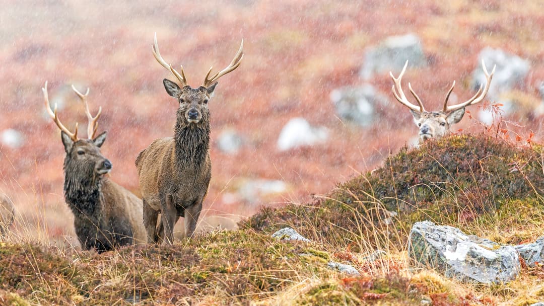 Zu Gast beim Duke of Gordon