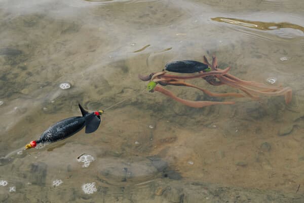 Legal auf Riesenwelse