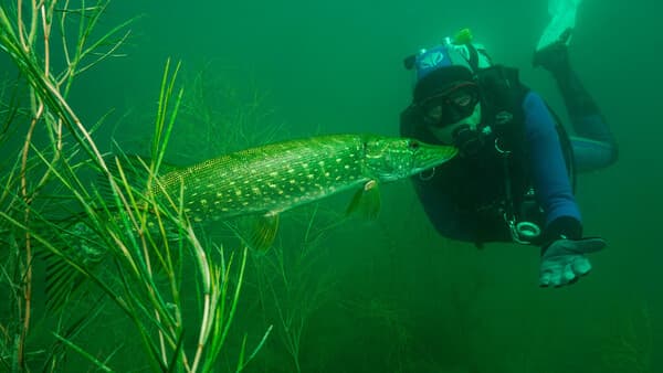 Überlebens-Künstler