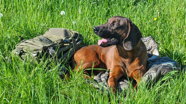 Ruhe, Respekt, Routine