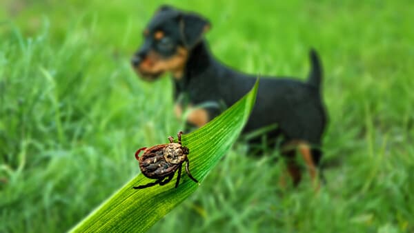 Unterschätzte Gefahr
