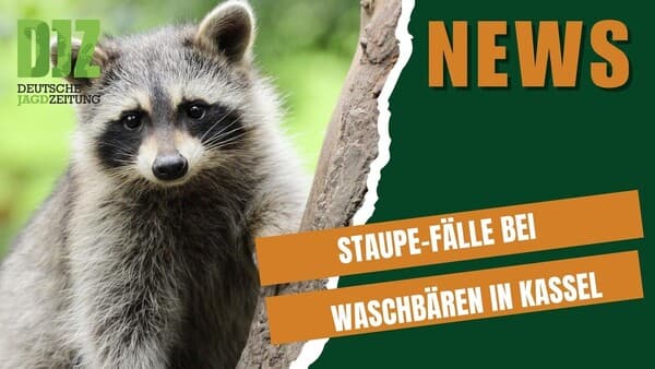 DJZ-News - 22.10.25: Staupe-Waschbären, brennender SUV und die Ergebnisse der Hirschrufer EM