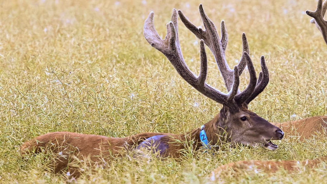 Feistzeit, Fliegen und Klimawandel