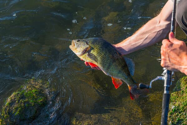 Raubfisch Basics: Barschruten  im  Fokus