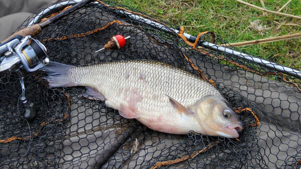 Aland mit Schwimmbrot