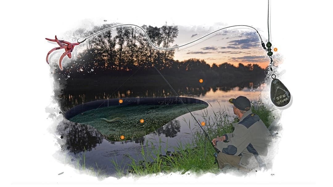 Die beliebtesten Standplätze der Aale