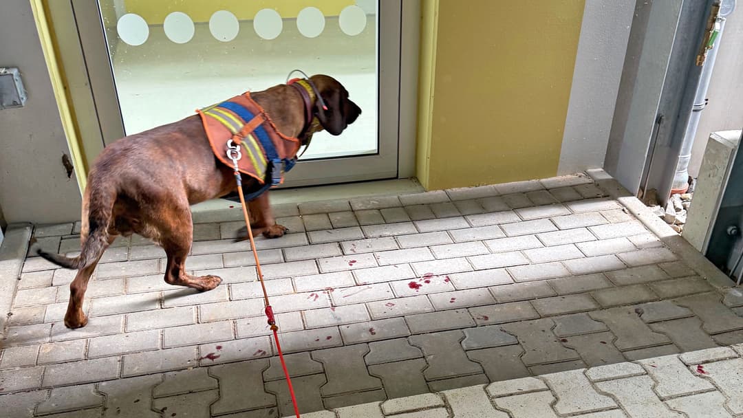 Schweißspur auf der Hardthöhe