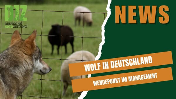DJZ-News – 15. Oktober 2025: Wolf-Management, Personalwechsel beim LJV NRW, Gänseprojekt & mehr!