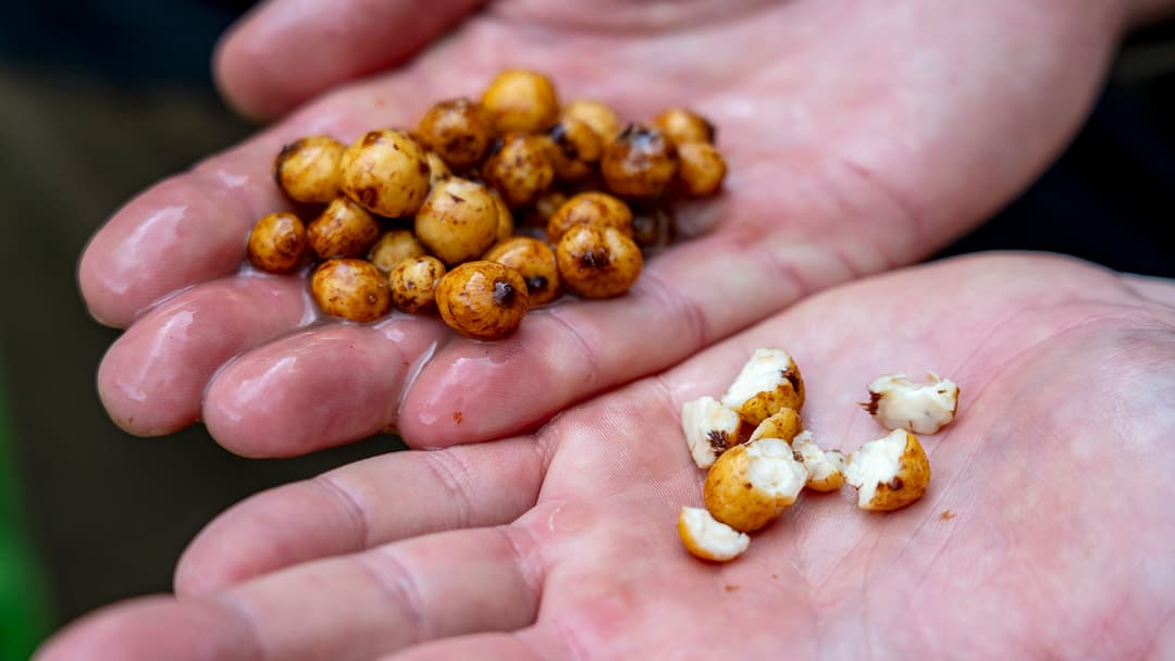 Knack den Tigernuss-Code!