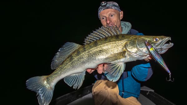 Der Zanderkönig 2.0