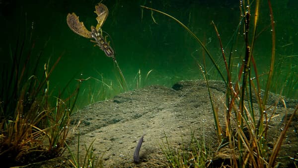 Das große Free-Rig-Einmaleins