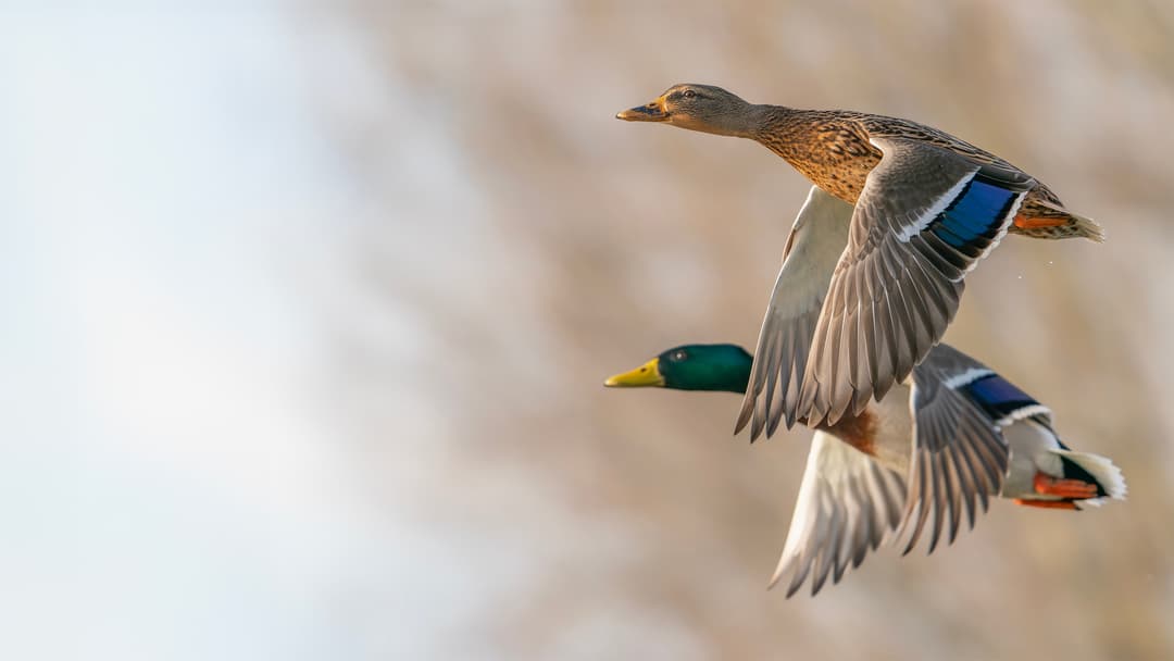 Wenn Enten Rätsel aufgeben