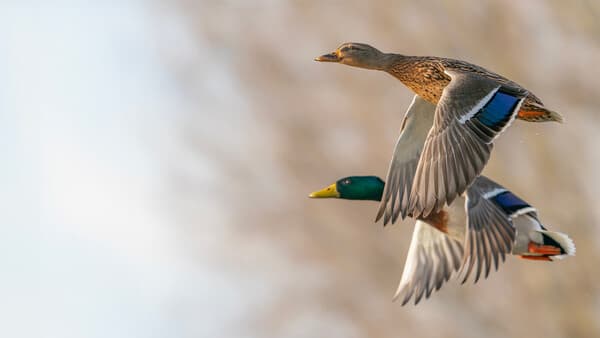 Wenn Enten Rätsel aufgeben