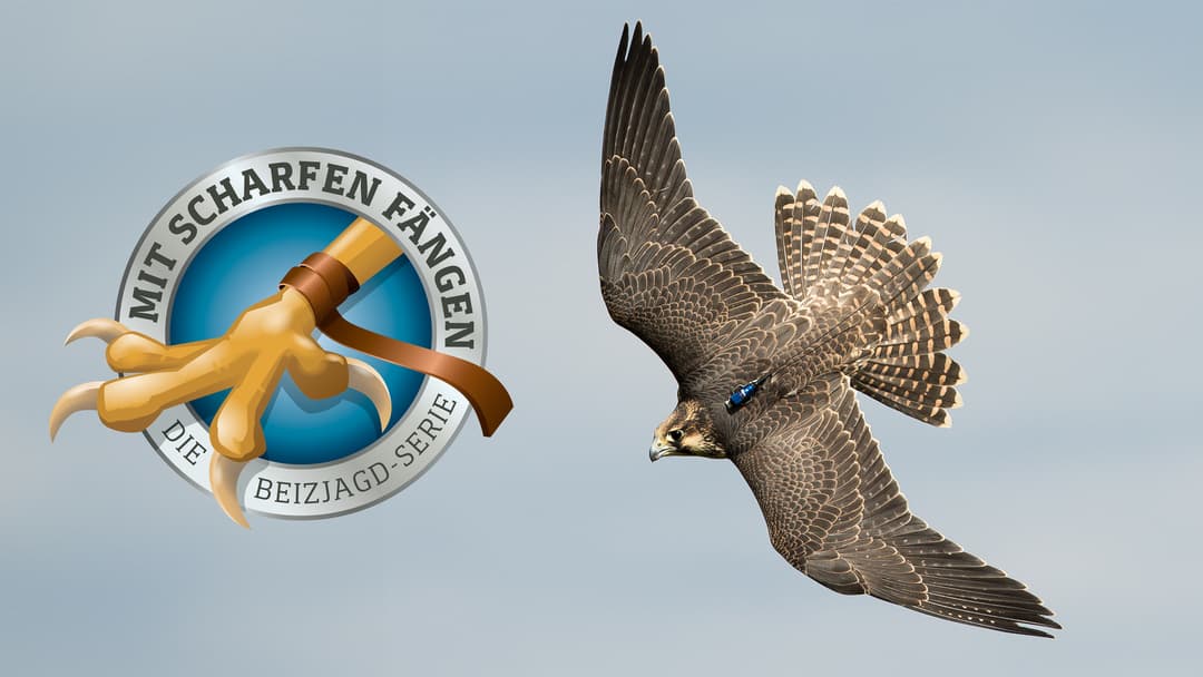 Kleiner Vogel, starke Leistung