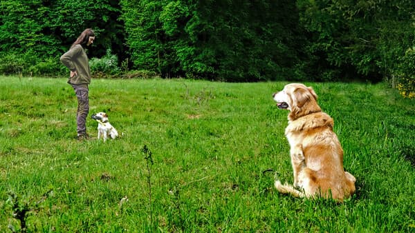 Eifersucht bei Hunden