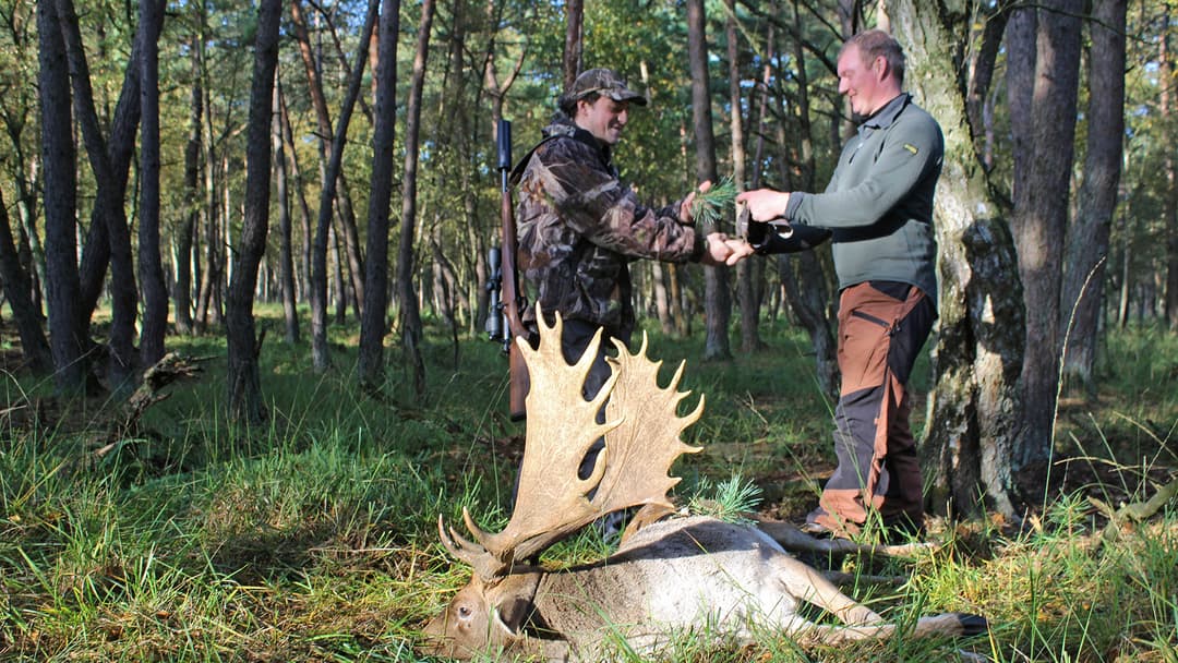 Der lange Weg zum reifen Hirsch