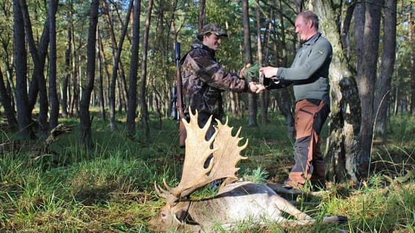 Der lange Weg zum reifen Hirsch