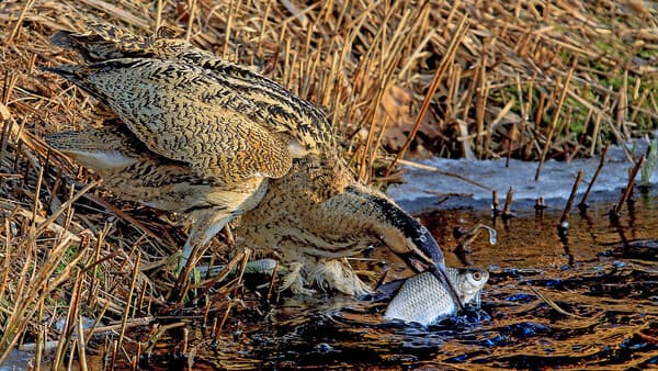 Heimliche Fischjäger