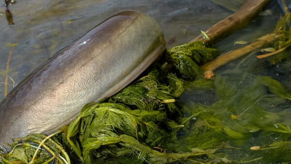     Das Pingpong-Vorfach