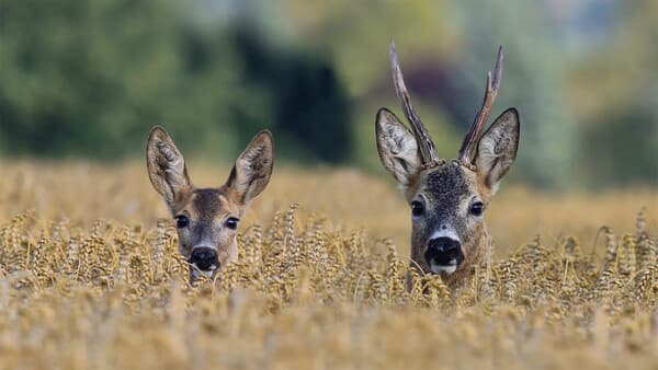 One-Night-Stand mit Folgen