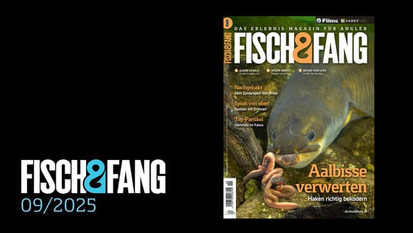 FISCH & FANG 09/2025