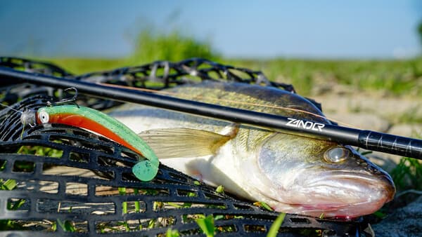Gut geführt ist halb gefangen