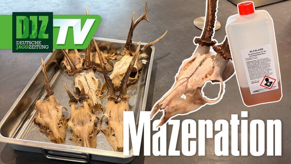 Anders abkochen – Trophäenpräparation mit Enzymen