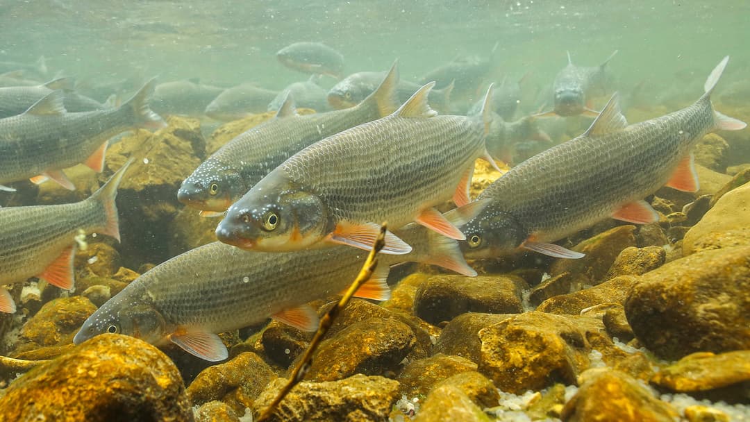 Hochzeit unter Wasser