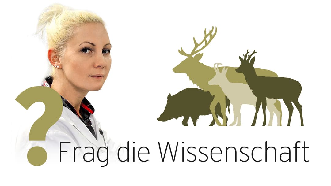 Schmallenberg-Virus auch beim Wild