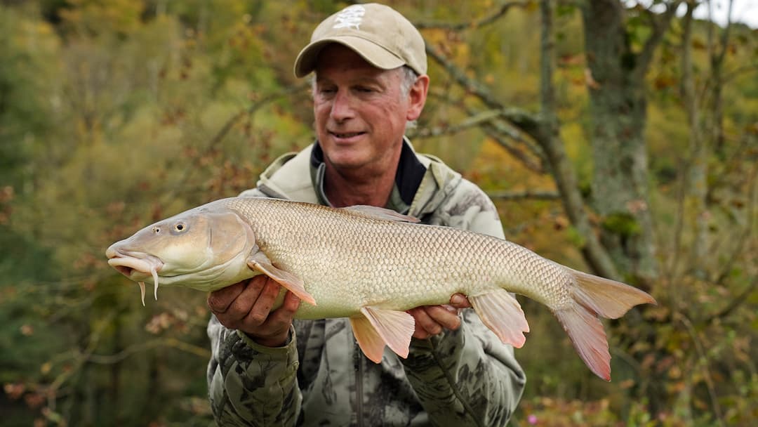 Besser Angeln: Die Barbenflut