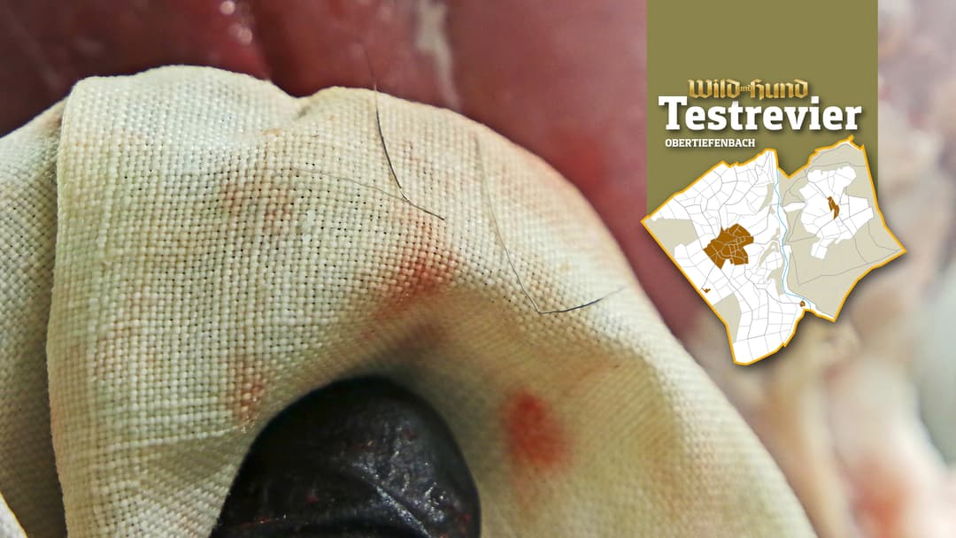 Keine haarige Angelegenheit