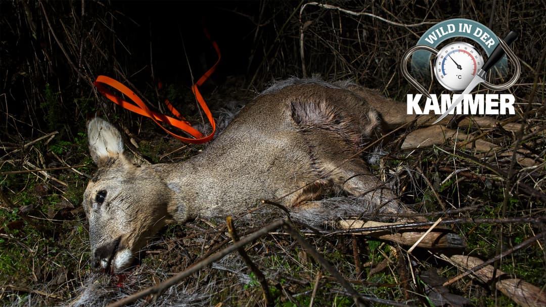 Wann Wild noch verwertbar ist