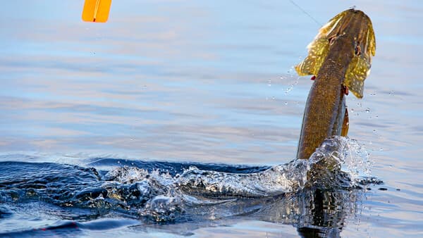 (H)echt weit draußen!