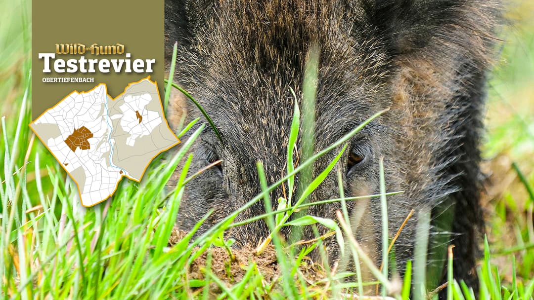 Wiesenschäden im Frühjahr