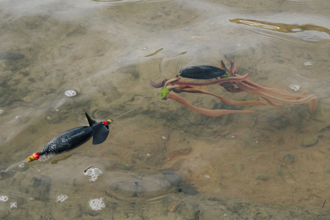 Legal auf Riesenwelse