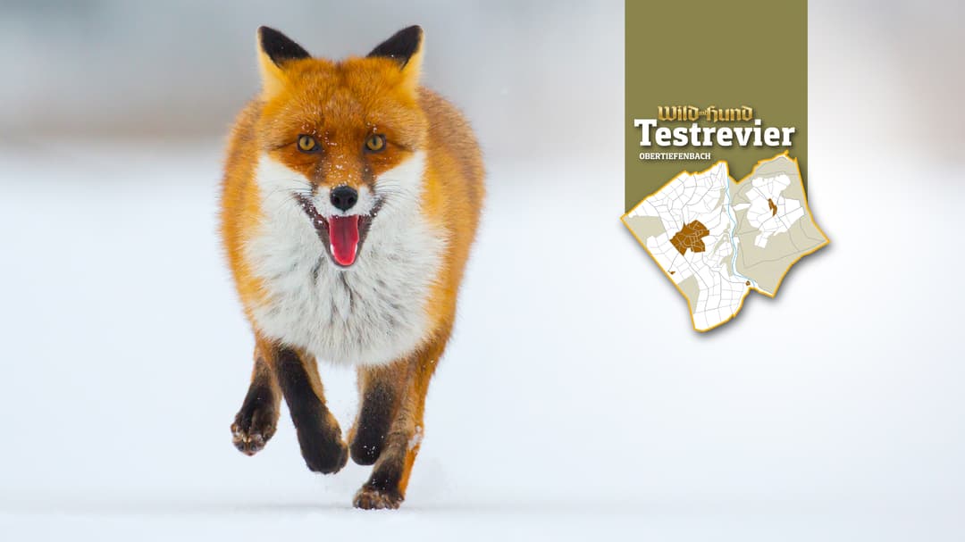 Wie Füchse reagieren