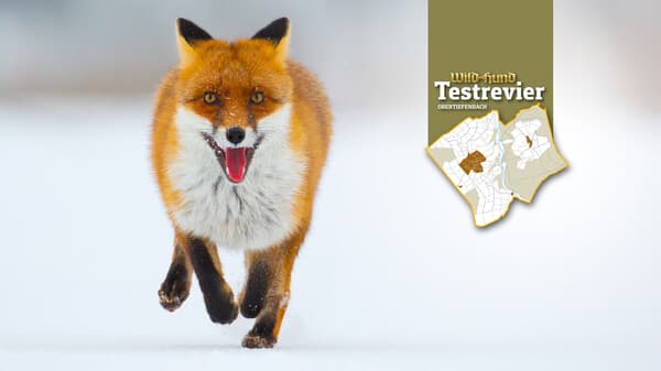 Wie Füchse reagieren