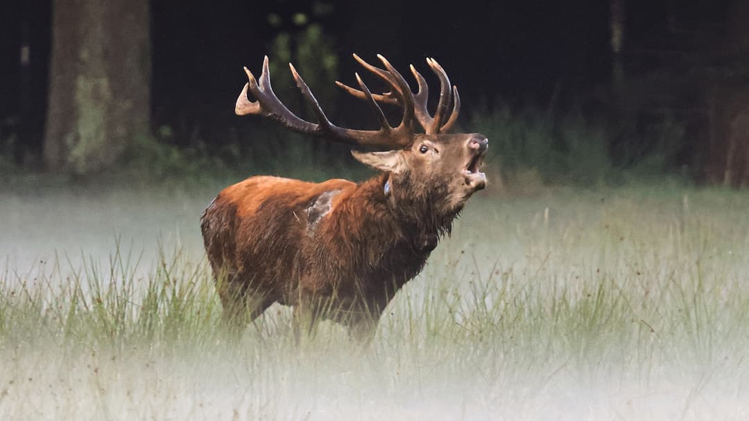 Kein Hirsch für schwache Nerven
