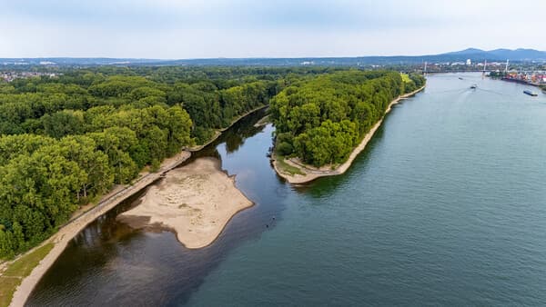 R(h)eingeangelt - Rheinlachse zwischen Köln und Bonn