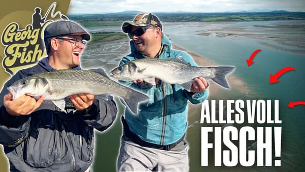 Wolfsbarsche in Irland