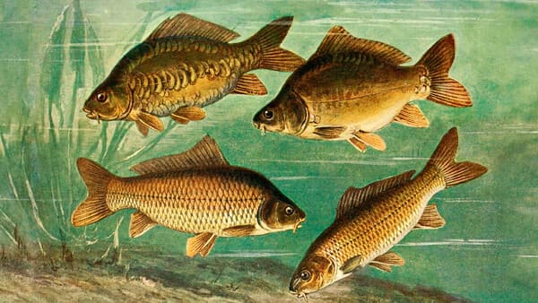 Pulverisierte Mumien und Englisches Gras