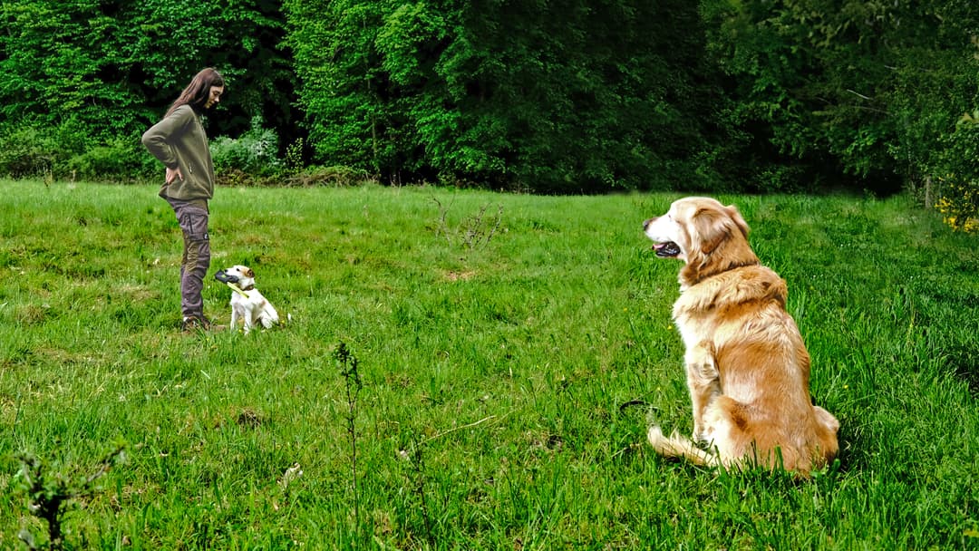 Eifersucht bei Hunden