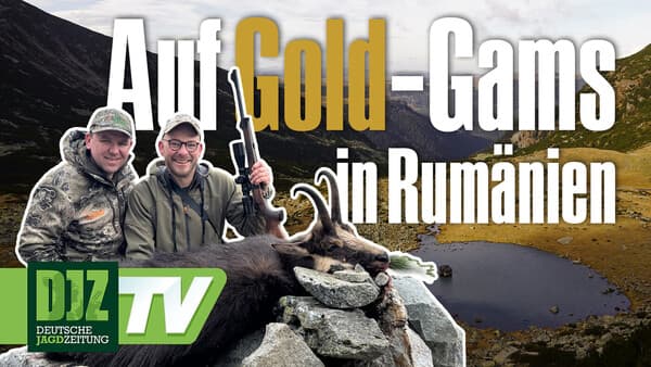Auf Gold-Gams in Rumänien