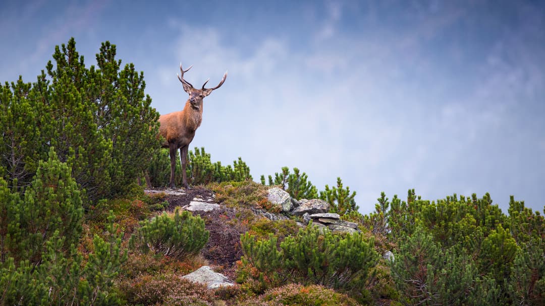 Landschaft der Angst