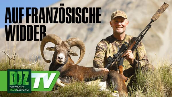 Muffeljagd in Frankreich – DJZ-TV