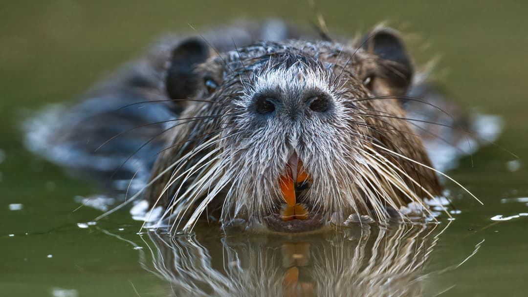 Die Gefahr im Wasser